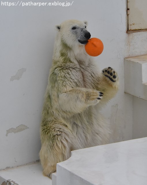 2018年9月 熊本市動植物園 その5 マルルのオヤツタイム_a0052986_7505733.jpg