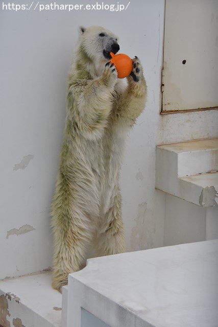 2018年9月 熊本市動植物園 その5 マルルのオヤツタイム_a0052986_7511588.jpg