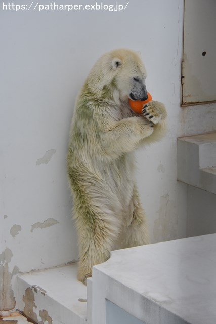 2018年9月 熊本市動植物園 その5 マルルのオヤツタイム_a0052986_7512863.jpg