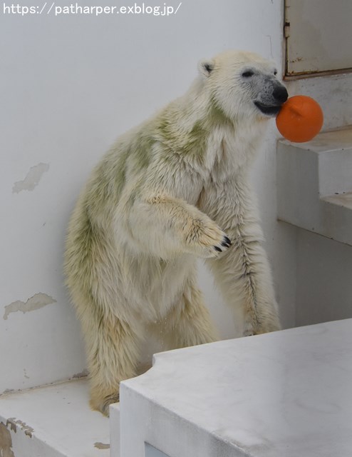 2018年9月 熊本市動植物園 その5 マルルのオヤツタイム_a0052986_7514017.jpg