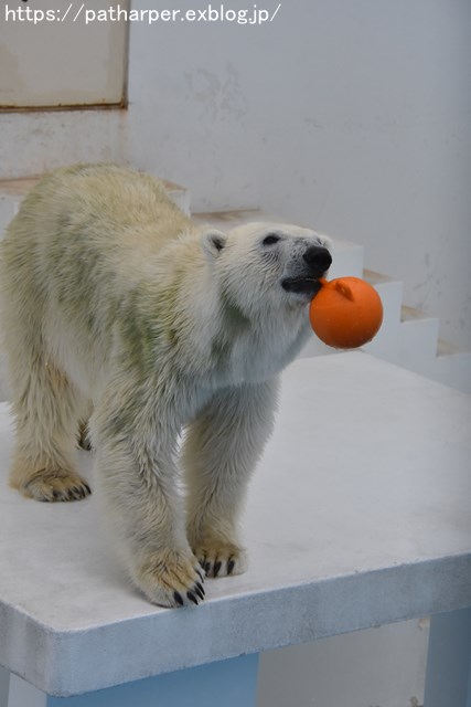 2018年9月 熊本市動植物園 その5 マルルのオヤツタイム_a0052986_7514974.jpg