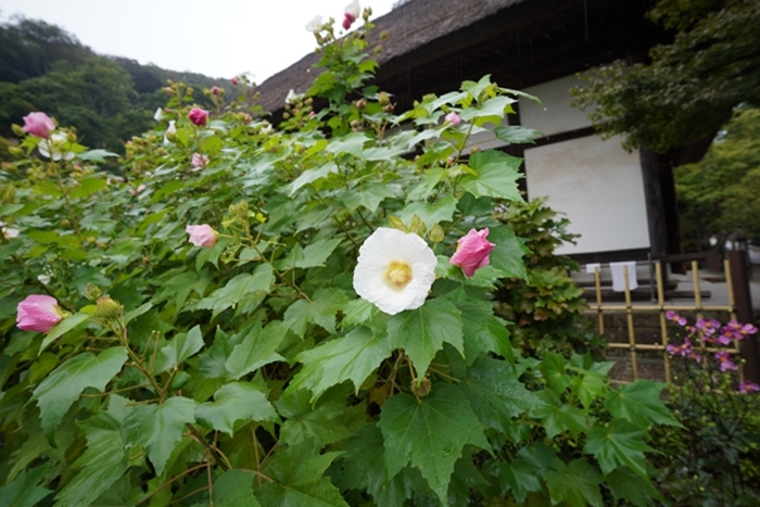 秋の北鎌倉散歩 円覚寺と亀ヶ谷坂切通しの萩_b0145398_23364310.jpg