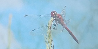 e0111299_17175351.jpg