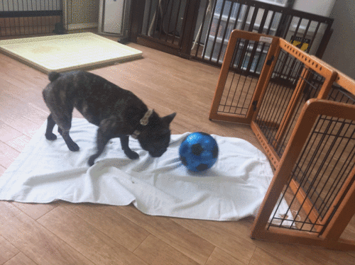 a0338800_12370729.gif