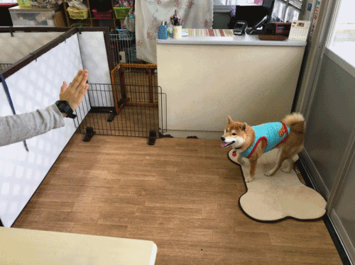 a0338800_12381908.gif