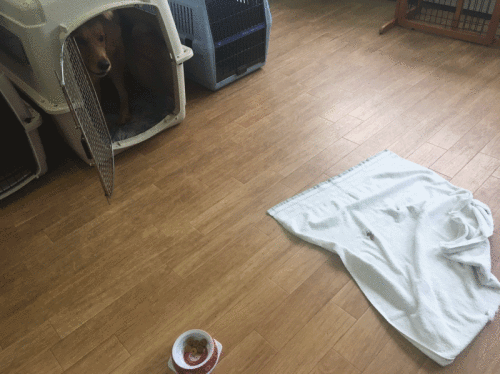 a0338800_12390364.gif