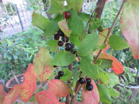 a0203003_17310595.jpg