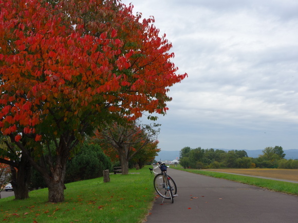 ラレー・カールトンで秋の石狩川沿いをサイクリング２連発。_d0160307_19211960.jpg