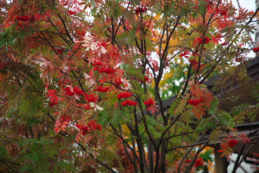 a0263109_09074446.jpg