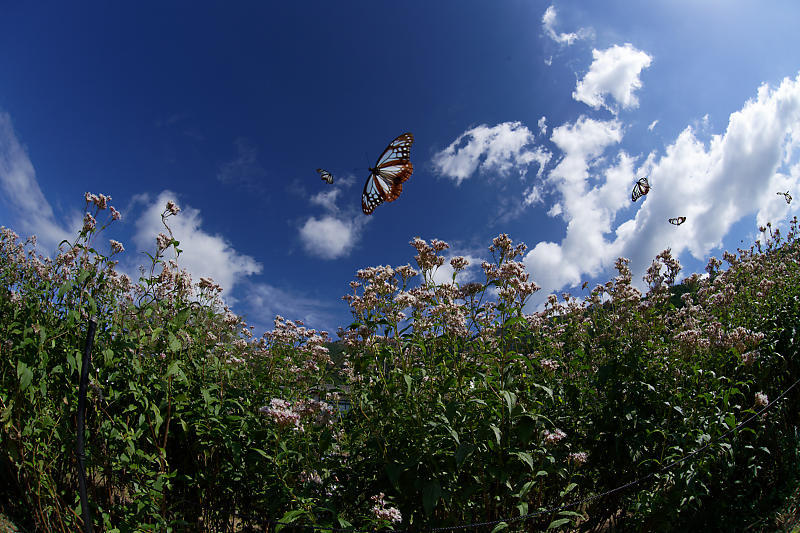 f0032011_16200720.jpg