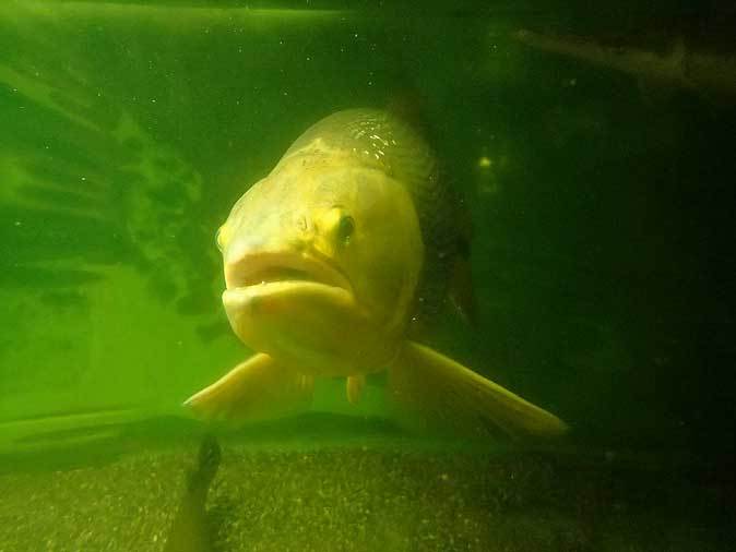 東京タワー水族館~圧巻!ガー軍団と巨大黄金ドラド_b0355317_00085377.jpg