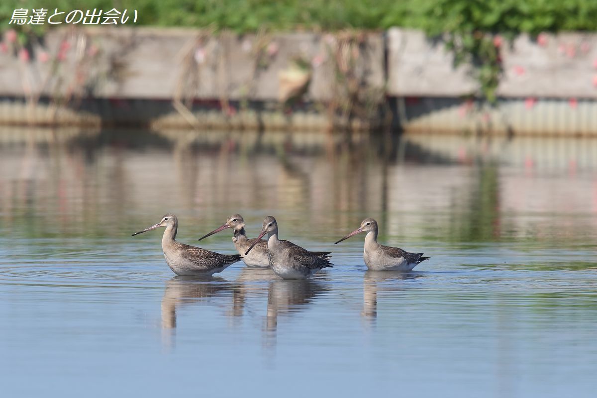 オグロシギ 四銃士・・・Black-tailed Godwit_e0139623_19561972.jpg