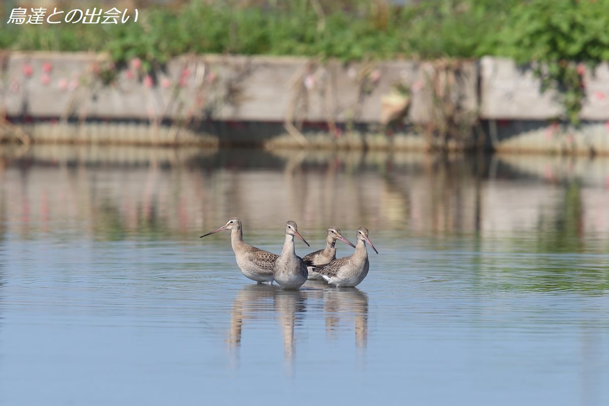 オグロシギ 四銃士・・・Black-tailed Godwit_e0139623_19563465.jpg