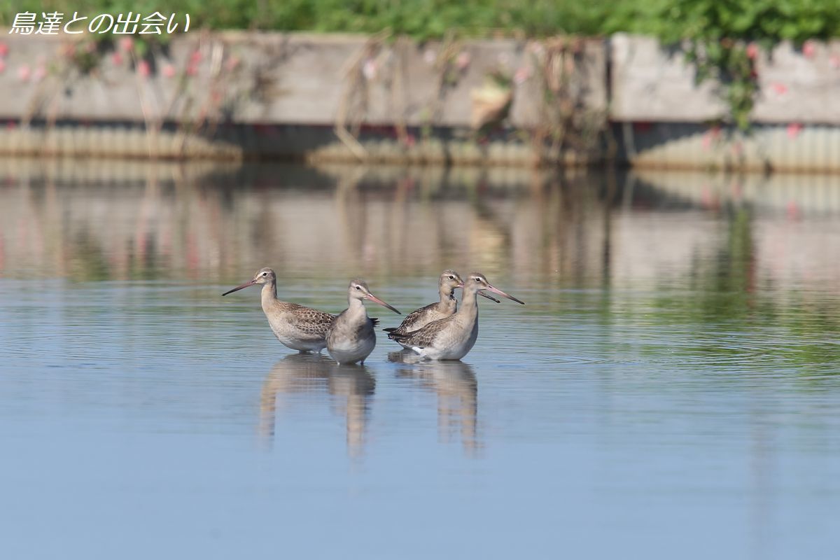 オグロシギ 四銃士・・・Black-tailed Godwit_e0139623_20005628.jpg