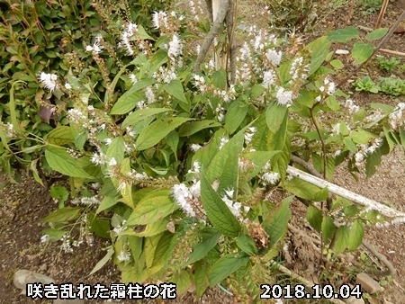 e0033229_18360925.jpg