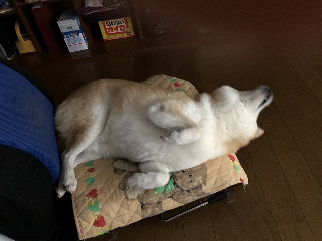 寝る犬 続き_e0374932_07183234.jpg
