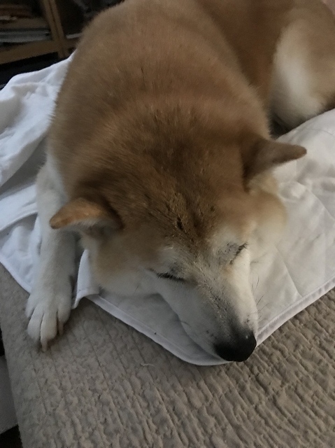 寝る犬 続き_e0374932_07184624.jpg