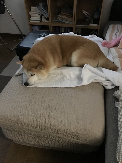 寝る犬 続き_e0374932_07184927.jpg