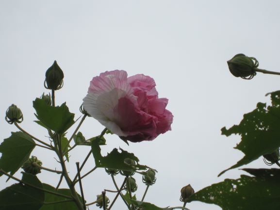 f0370337_23060624.jpg