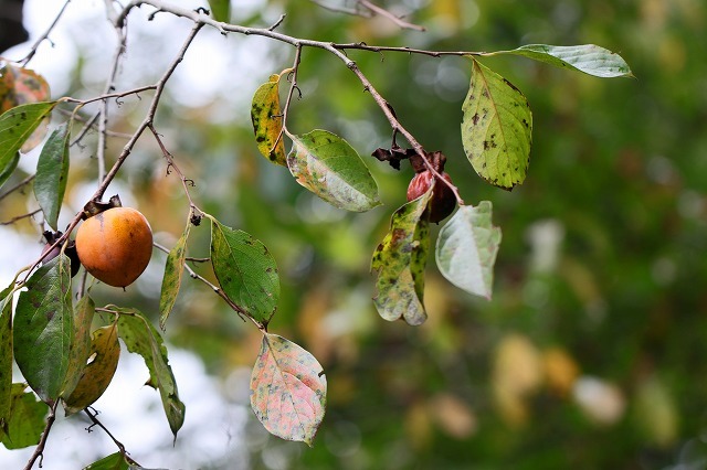 a0242438_19574356.jpg