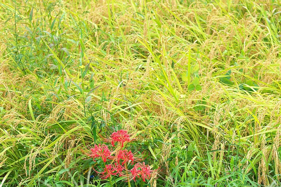 彼岸花’18 ~総集編 1~_c0067040_22180123.jpg