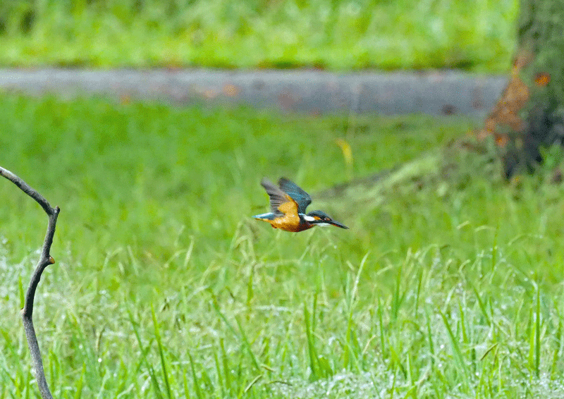 d0290240_09334034.gif