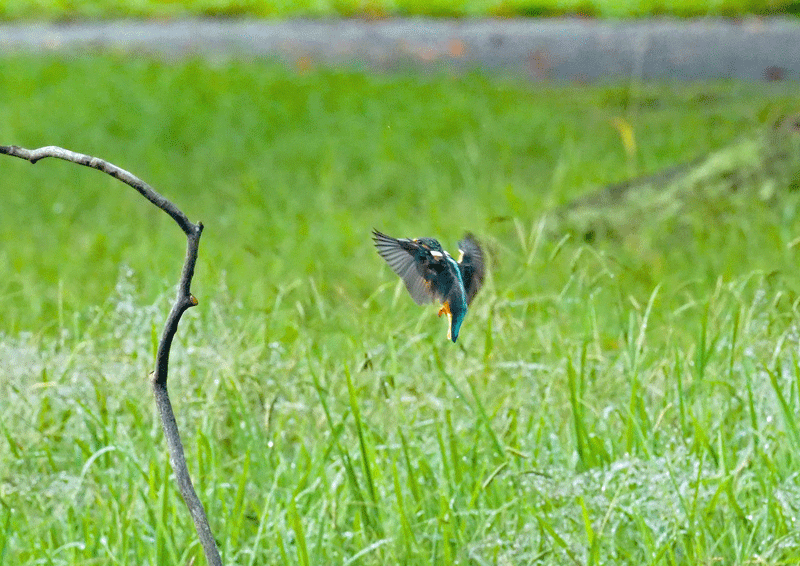 d0290240_09340678.gif
