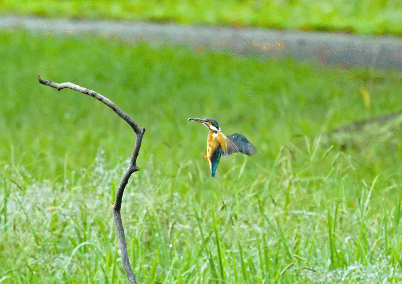 d0290240_09342043.gif