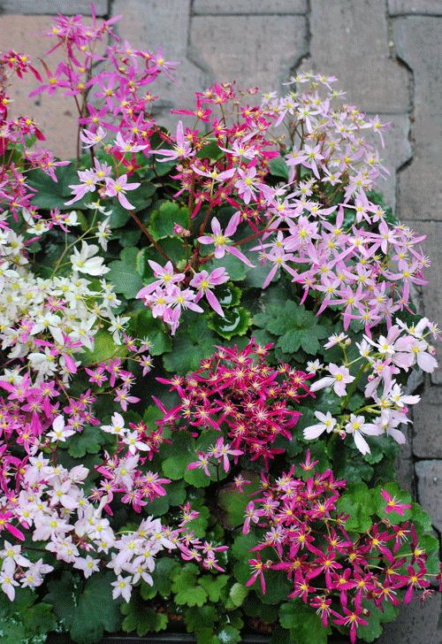 a0001354_22563736.gif