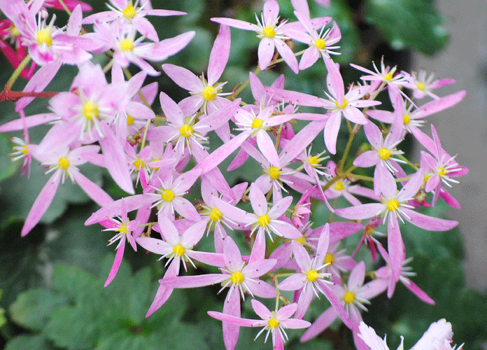 a0001354_22564996.gif