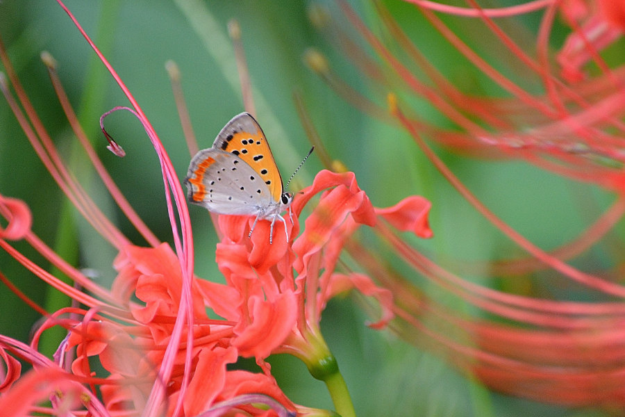 d0387460_09450400.jpg