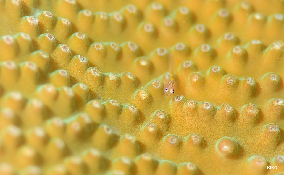 e0158261_17011254.jpg