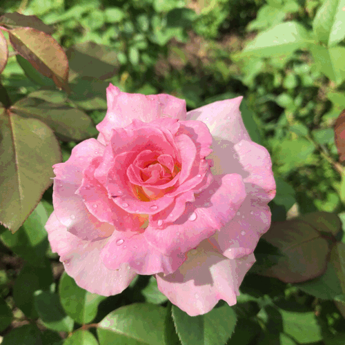 b0325867_20315906.gif