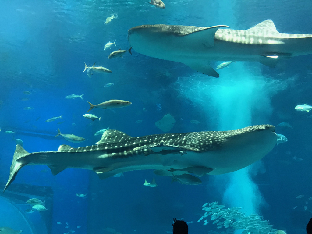 美ら海水族館_c0005077_23093490.jpg