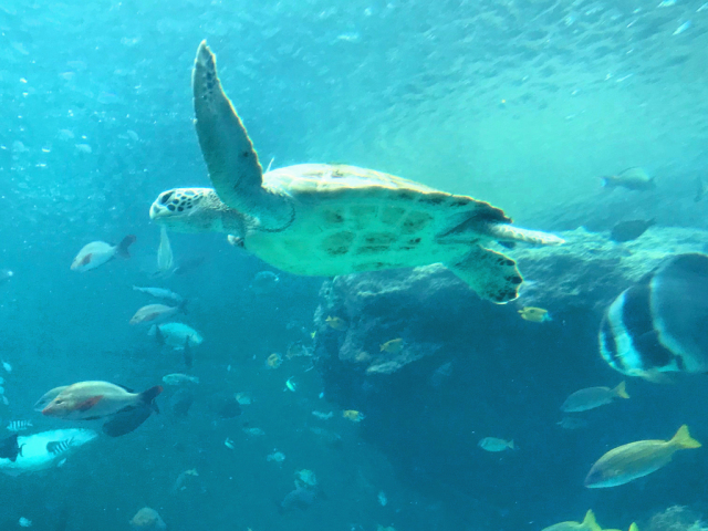 美ら海水族館_c0005077_23124211.jpg