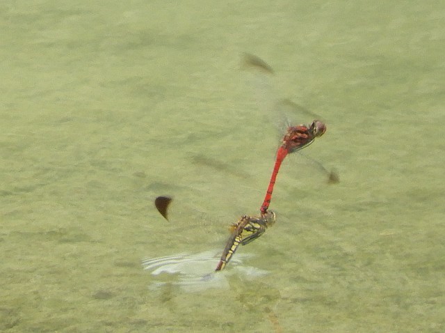 f0378979_07515339.jpg