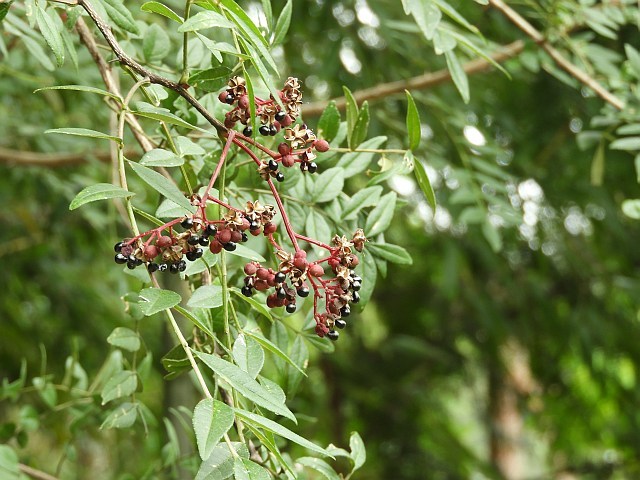 f0378979_07555629.jpg