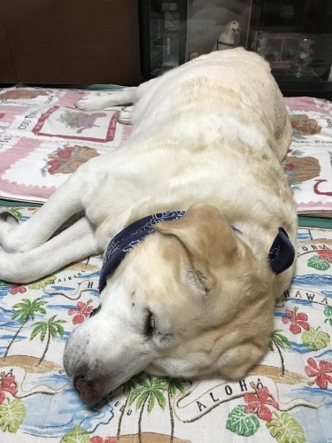 f0315081_22132239.jpeg