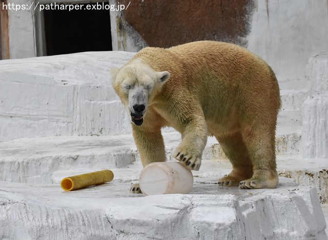 2018年9月 天王寺動物園 その3 Shilkaのオヤツ_a0052986_1001647.jpg