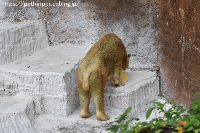 2018年9月 天王寺動物園 その3 Shilkaのオヤツ_a0052986_1002845.jpg