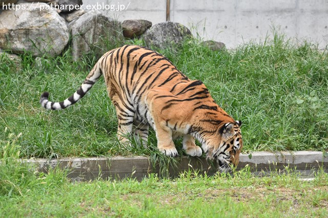 2018年9月 天王寺動物園 その3 Shilkaのオヤツ_a0052986_10101315.jpg