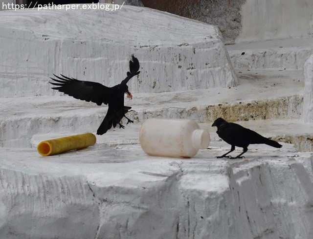 2018年9月 天王寺動物園 その3 Shilkaのオヤツ_a0052986_1012568.jpg