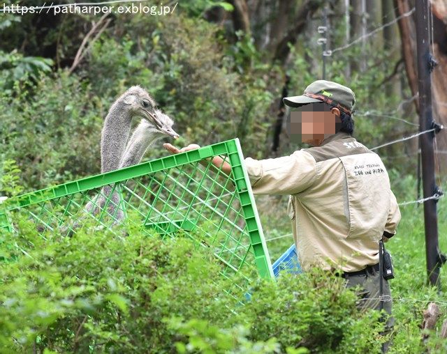 2018年9月 天王寺動物園 その3 Shilkaのオヤツ_a0052986_10131231.jpg