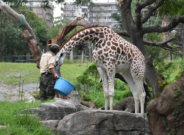 2018年9月 天王寺動物園 その3 Shilkaのオヤツ_a0052986_10133492.jpg