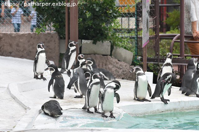 2018年9月 天王寺動物園 その3 Shilkaのオヤツ_a0052986_10162633.jpg