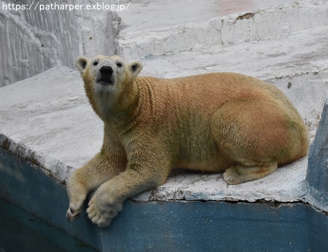 2018年9月 天王寺動物園 その3 Shilkaのオヤツ_a0052986_10163870.jpg