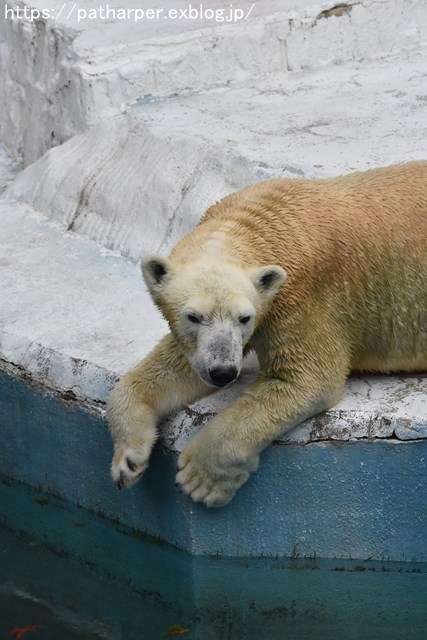 2018年9月 天王寺動物園 その3 Shilkaのオヤツ_a0052986_10165061.jpg