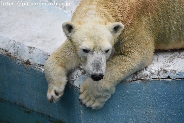2018年9月 天王寺動物園 その3 Shilkaのオヤツ_a0052986_1017090.jpg