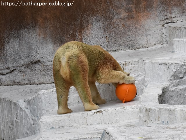 2018年9月 天王寺動物園 その3 Shilkaのオヤツ_a0052986_1022546.jpg