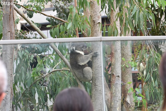 2018年9月 天王寺動物園 その3 Shilkaのオヤツ_a0052986_1025556.jpg